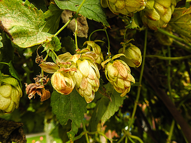 20220923 1807CPw [D~LIP] Hopfen (Humulus lupulus), UWZ, Bad Salzuflen