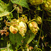 20220923 1807CPw [D~LIP] Hopfen (Humulus lupulus), UWZ, Bad Salzuflen