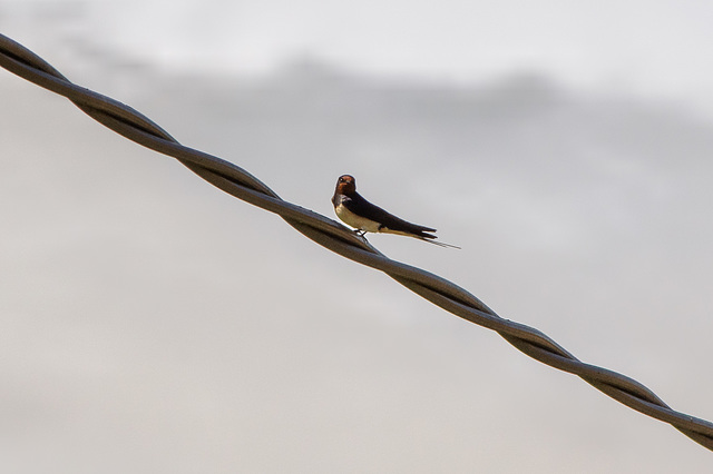 Swallow