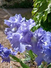 Iris dans la ruelle principale de Behuard (49)