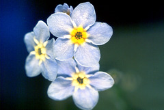 Myosotis