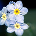 Myosotis