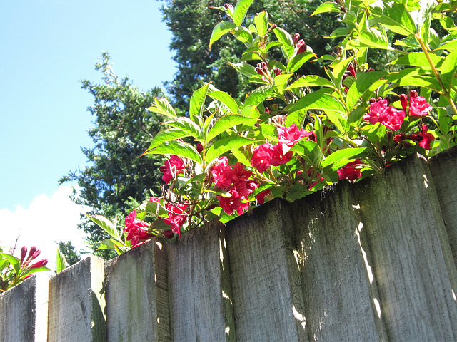 So pretty seeing the flowers peek over the fence