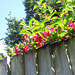 So pretty seeing the flowers peek over the fence