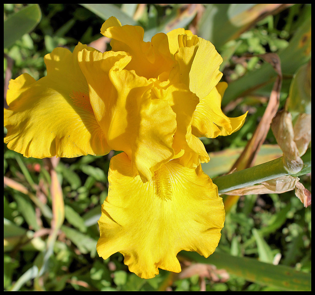 Côte d'or (1)