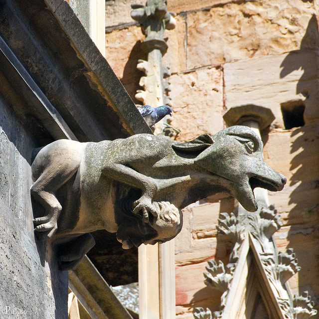 Colmar, La collégiale Saint-Martin ¦ pilago(3)