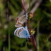 20170518 3152VRAw [A+H] Gemeiner Bläuling (Polyommatus karus), Neusiedler See