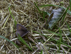 Meadow Brown butterflies