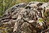 Nationalpark Paklenica - Der Weg von Anica kuk nach Starigrad (4) - Karst am Wegesrand