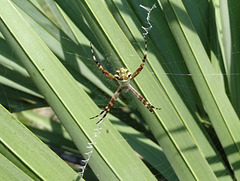 DSC04936a - aranha-de-prata Argiope argentata, Araneidae, em butiá