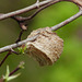 Day 3, from other side, insect nest? DeLaurier Homestead trail