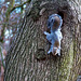 Squirrel and its tree home