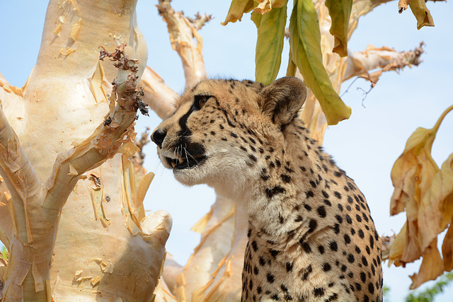 Namibia, Portrait of a Cheetah on a Tree in the Otjitotongwe Guest Farm