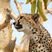 Namibia, Portrait of a Cheetah on a Tree in the Otjitotongwe Guest Farm