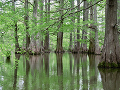 Bald-cypress swamp