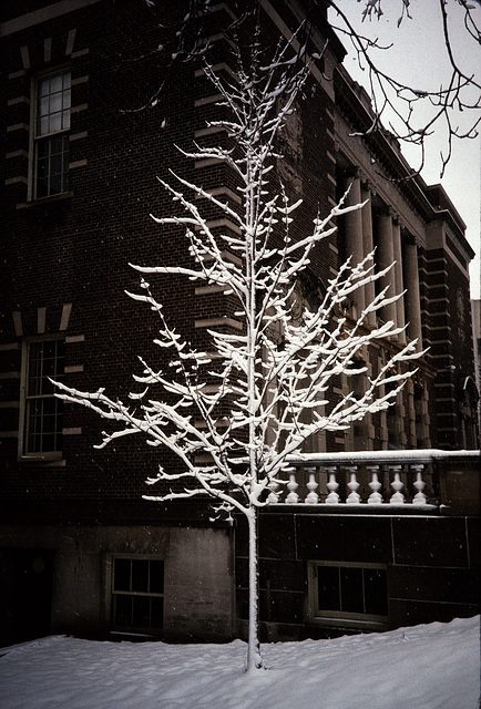 Snow-covered Tree (1)