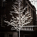 Snow-covered Tree (1)