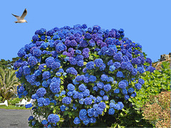 Magnificent Bugalez Blue Hydrangea DSC 0435ac