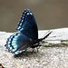 Red-spotted Purple