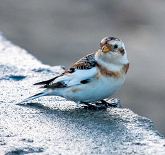 Snow bunting