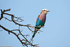 Lilac-breasted roller