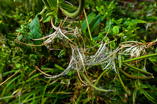 20220923 1808CPw [D~LIP] Zottiges Weidenröschen (Epilobium hirsutum) [Onagraceae], UWZ, Bad Salzuflen