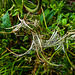 20220923 1808CPw [D~LIP] Zottiges Weidenröschen (Epilobium hirsutum) [Onagraceae], UWZ, Bad Salzuflen
