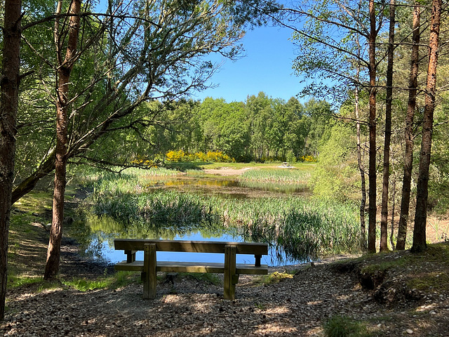 The Gravel Pit, the Culbin Forest