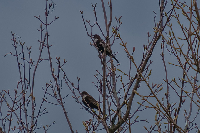 Ring Ouzels