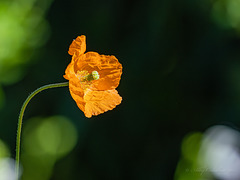 California Poppy
