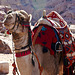 Colors and... "scents" in the desert - Petra, Jordan