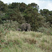 Ngorongoro, Elephant-mother and Elephant-child