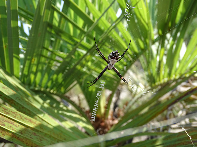 DSC04940 - aranha-de-prata Argiope argentata, Araneidae, em butiá