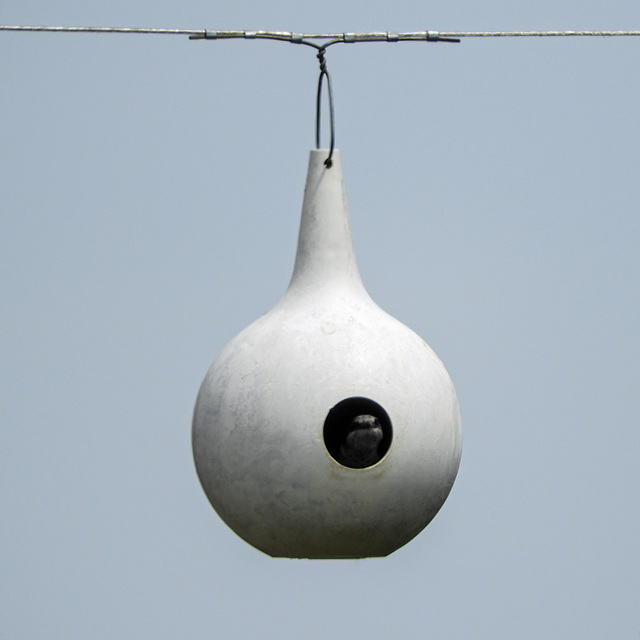 Day 3, Purple Martin in nesting gourd, Pt Pelee