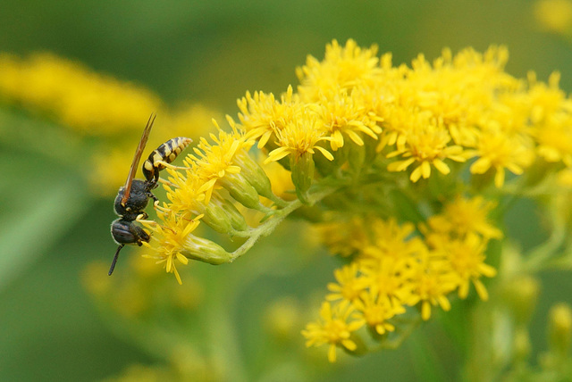 Wespe (?) auf Goldrute (Solidago)