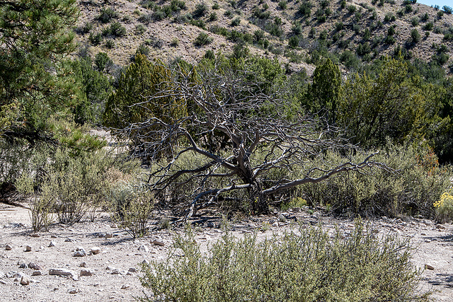 New Mexico slot canyon7