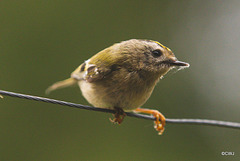 The Goldcrest family are back! about six weeks later than last year - wonder what's kept them?