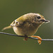 The Goldcrest family are back! about six weeks later than last year - wonder what's kept them?