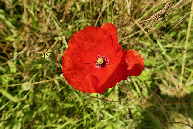 FLOR ET FAUNE DIVERSES