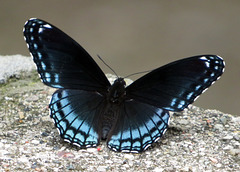 Red-spotted Purple