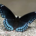 Red-spotted Purple