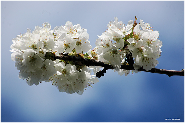 cherry blossom