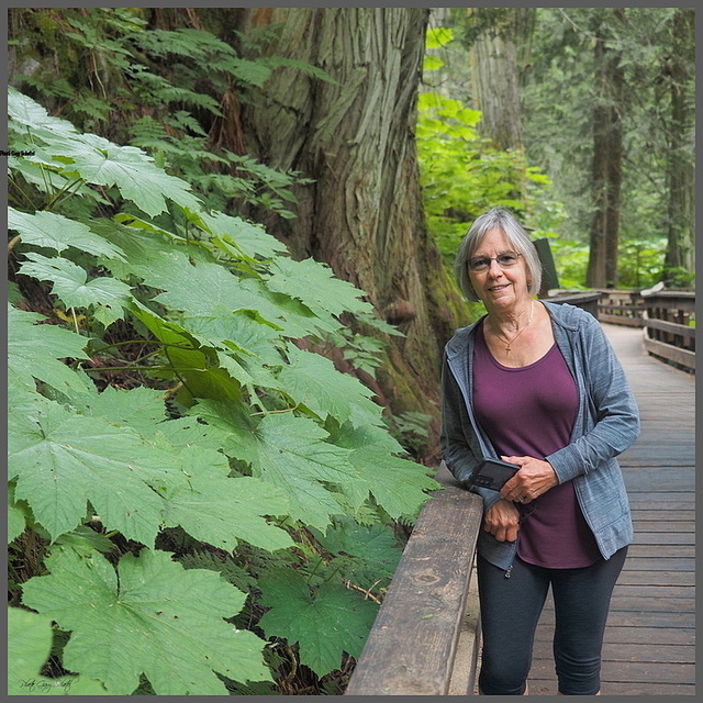 Ancient Forest in BC.