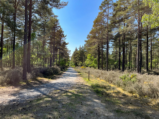 One of many tracks through the Culbin Forest