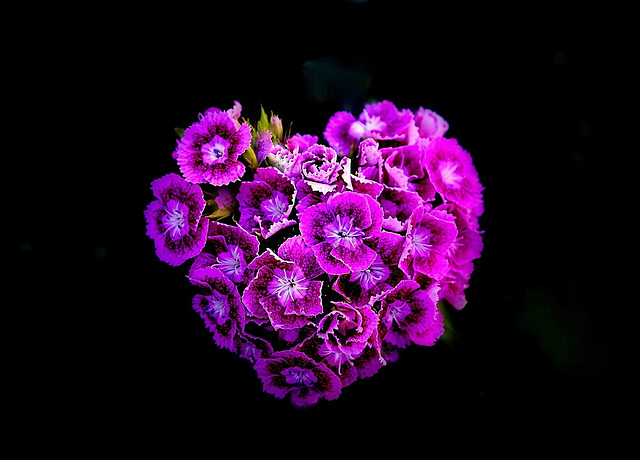 floral heart