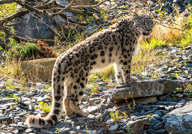 Snow leopard