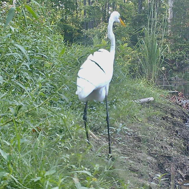 Great egret by the pond