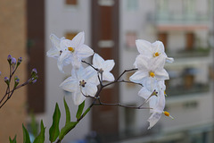 condominii di periferia