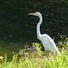 Great Egret at pond on way to Tobago airport