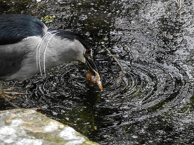 20170426 0690CPw [D~BI] Nachtreiher, Tierpark Olderdissen, Bielefeld